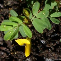 Smithia sensitiva Aiton